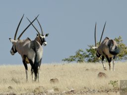 Namibia2006-051