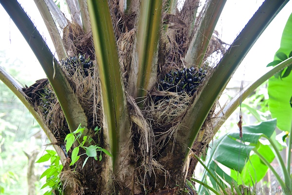 Asien14 Thailand2 33