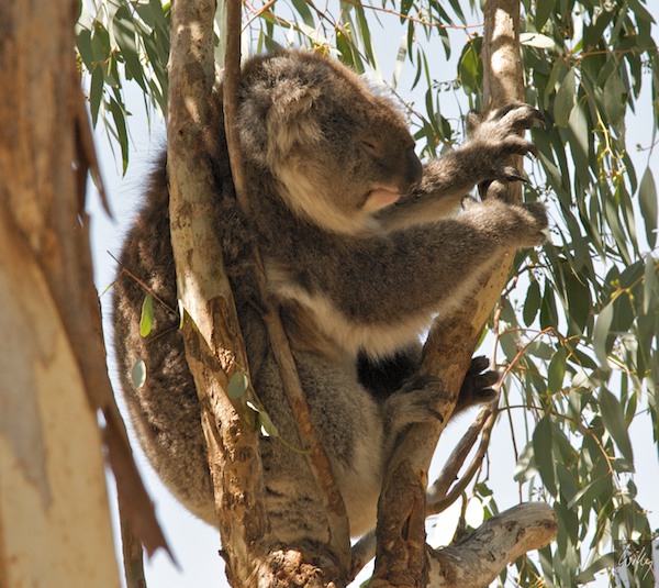 AustraliaPerth 10  073