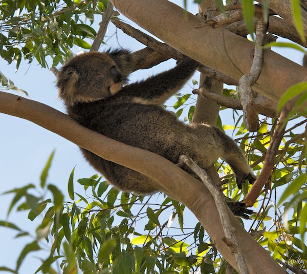 AustraliaPerth 10  075