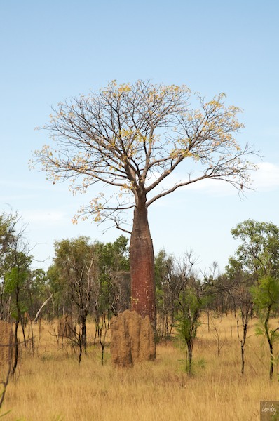 AustraliaPerth 10  160