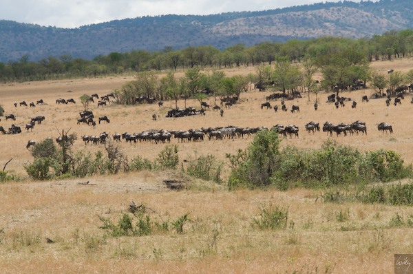 NewZealand_09_10_Afrika__084