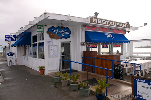 SantaCruzDolphin 004