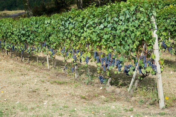 Piemont2013 25