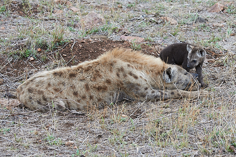 Hyäne02