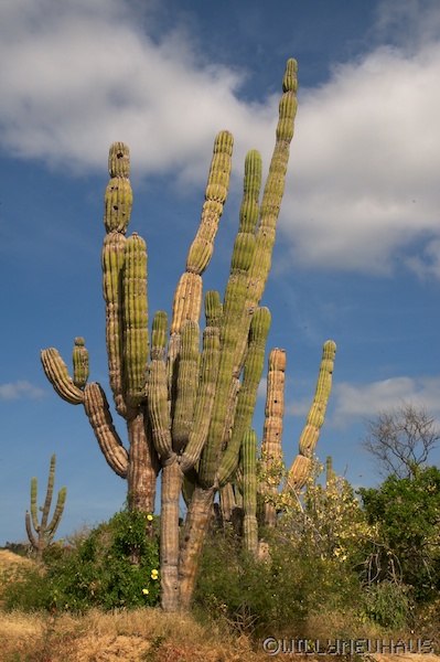 USA Mexico 12 031