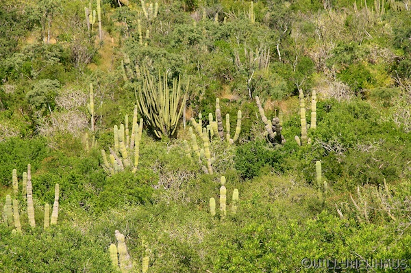 USA Mexico 12 035