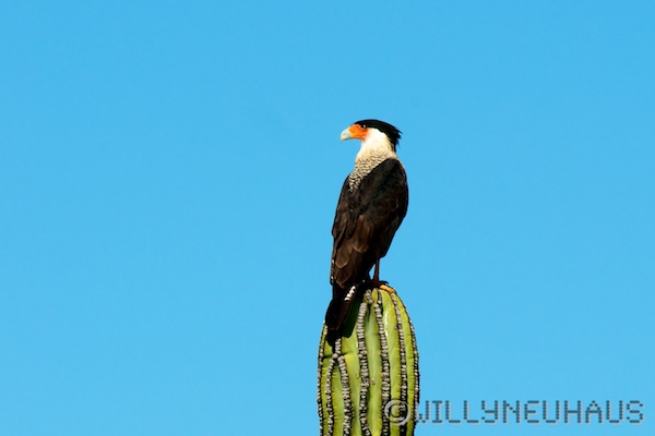 USA Mexico 12 066
