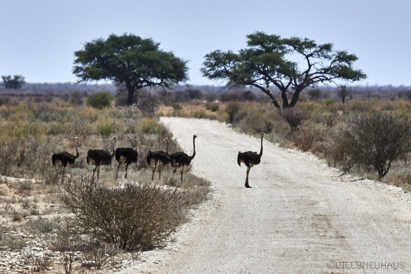 Namibia 16 052