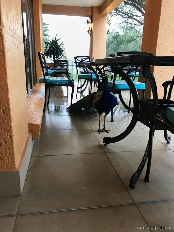 SouthafricaBruno18 004