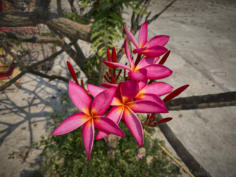 Thailand19allein 055