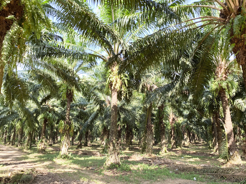 Thailand19allein 086