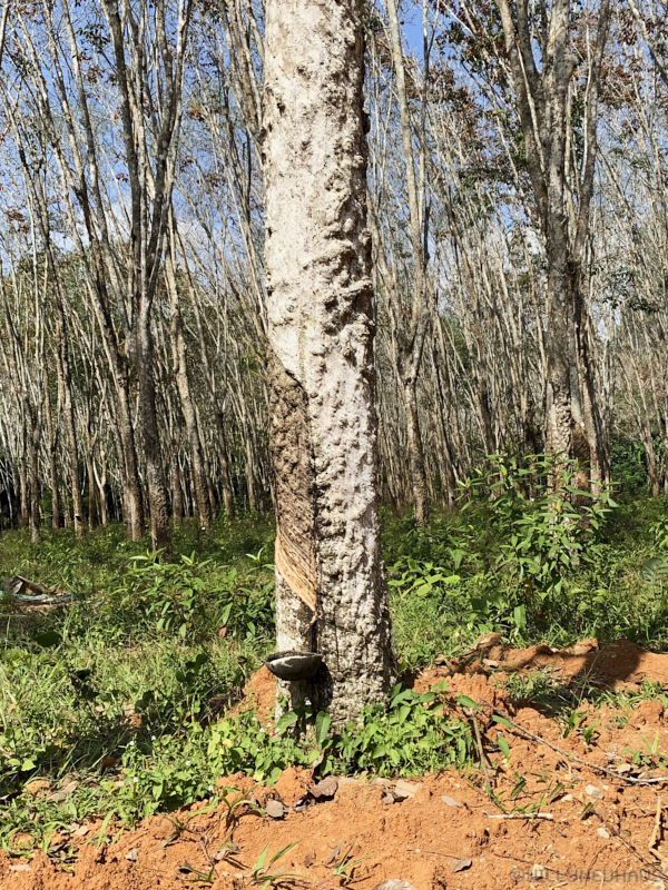 Thailand19allein 088