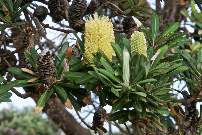 Australia east 14 117