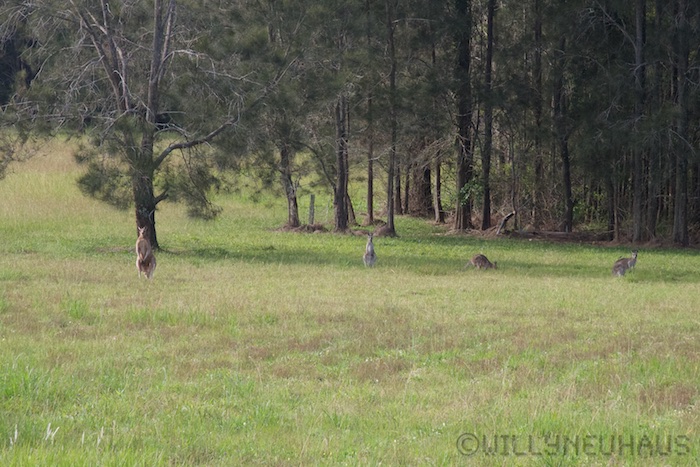 Australia east 14 143