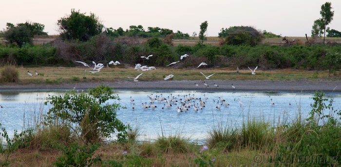 Australia east 14 16