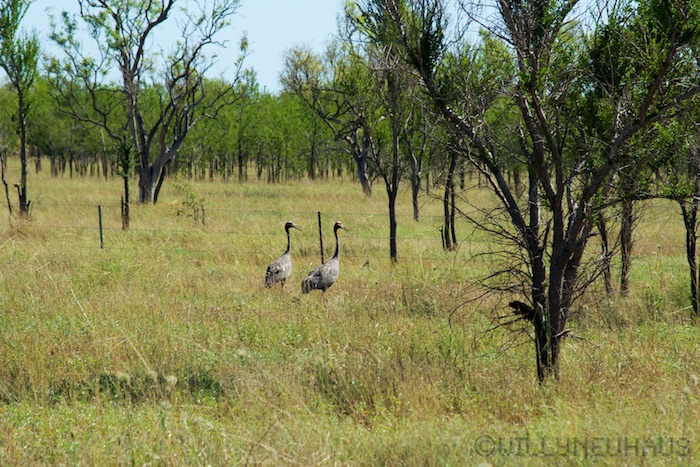 Australia east 14 17