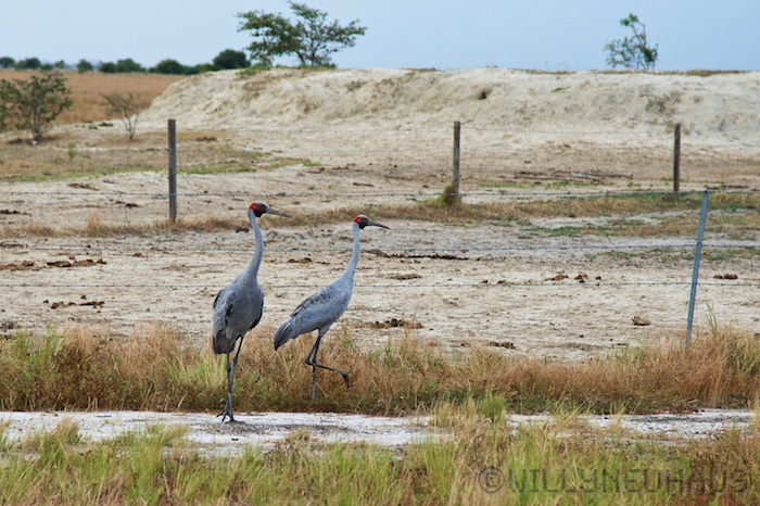 Australia east 14 18