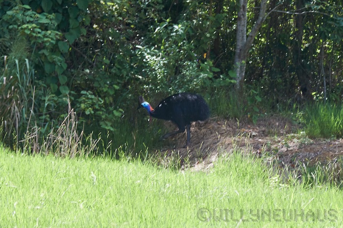 Australia east 14 44