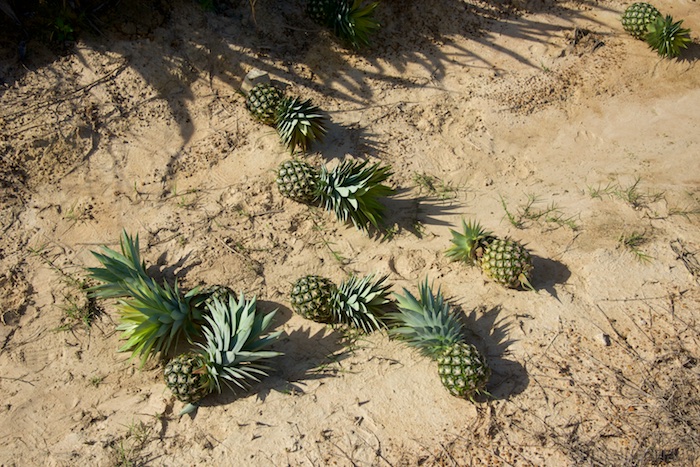 Australia east 14 52