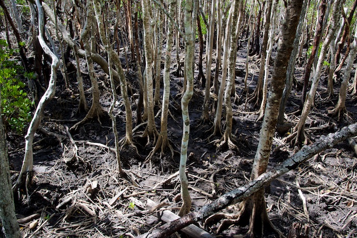 Australia east 14 72