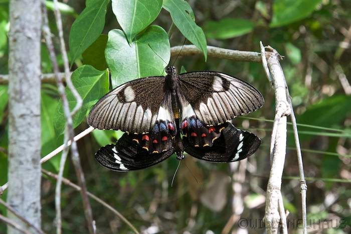 Australia east 14 75