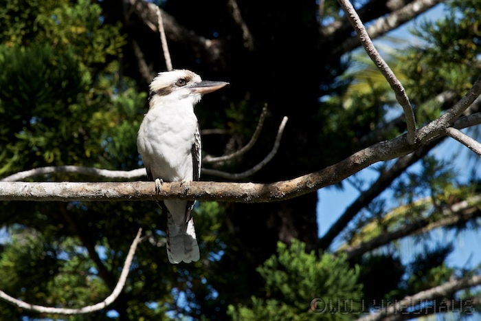 Australia east 14 76