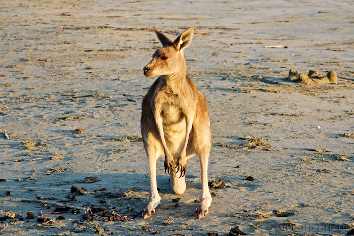 Australia east 14 82