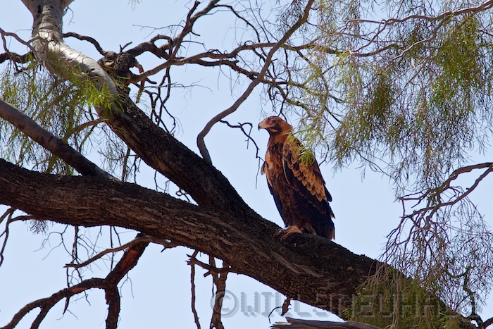 Australia south 14 141