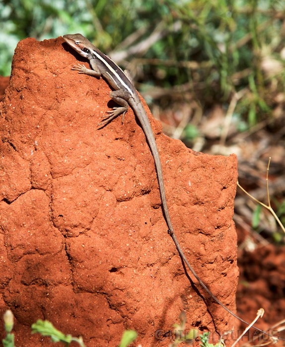 Australia south 14 157