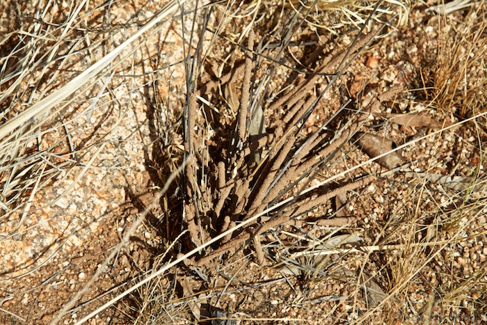 Australia south 14 175