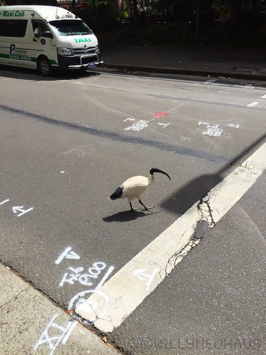 Australia south 14 23