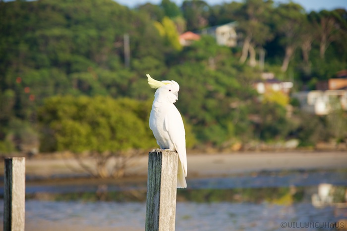 Australia south 14 38