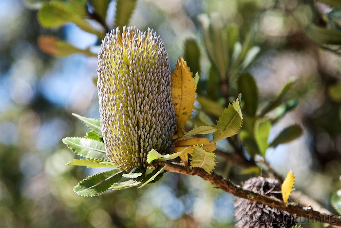 Australia south 14 39