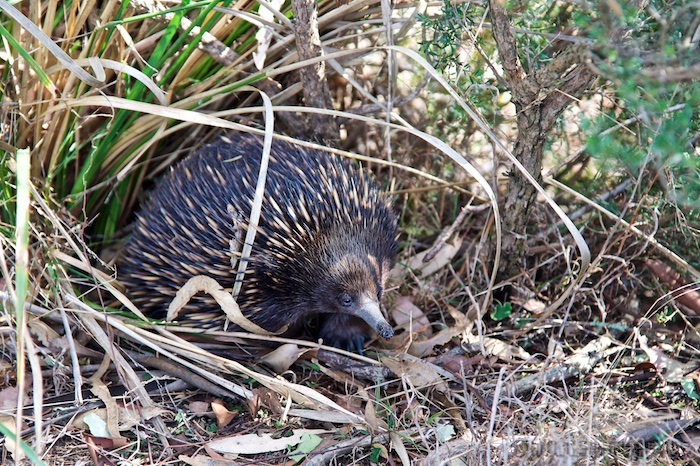 Australia south 14 71