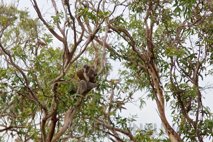 Australia south 14 79