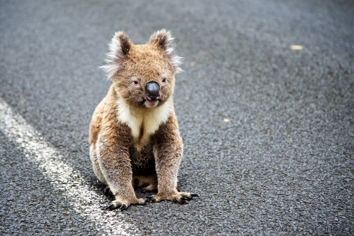 Australia south 14 89