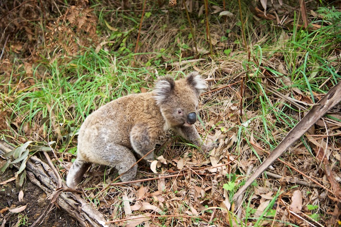 Australia south 14 96