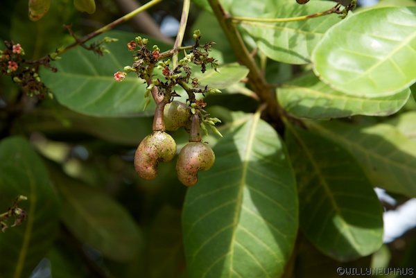 Sri Lanka 12 118