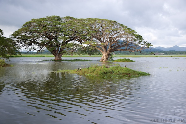 Sri Lanka 12 142
