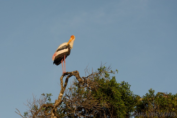 Sri Lanka 12 148