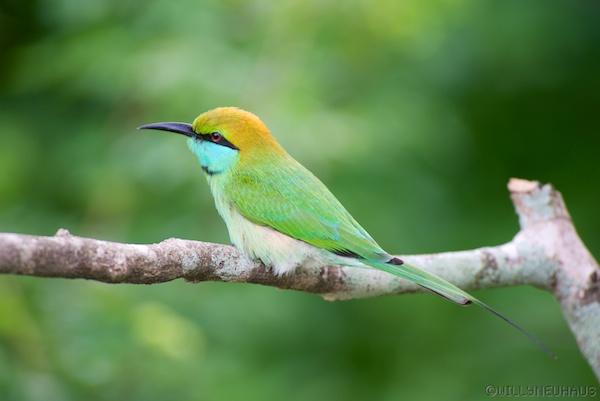 Sri Lanka 12 153
