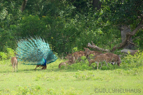 Sri Lanka 12 154