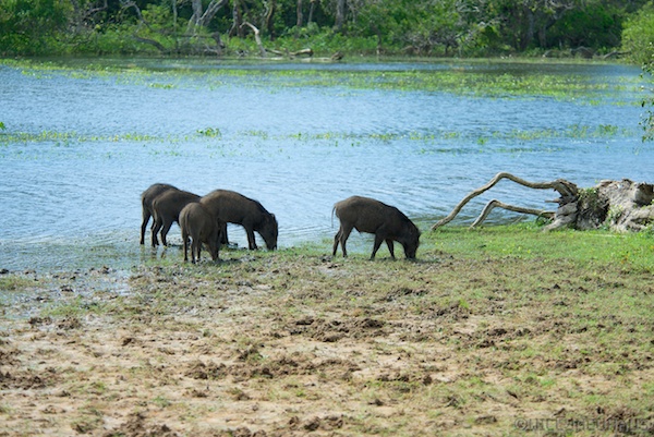 Sri Lanka 12 155