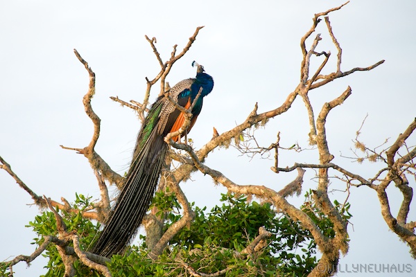 Sri Lanka 12 157
