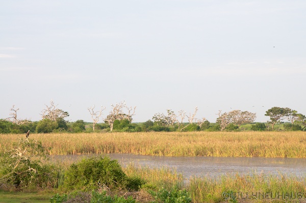 Sri Lanka 12 160