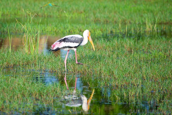 Sri Lanka 12 164