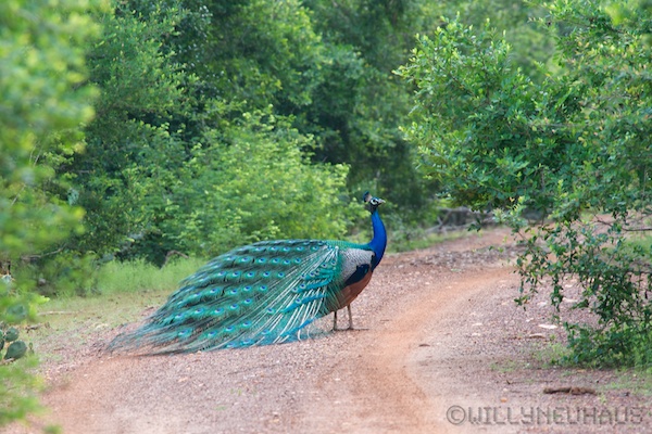 Sri Lanka 12 170