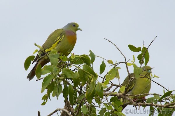 Sri Lanka 12 172