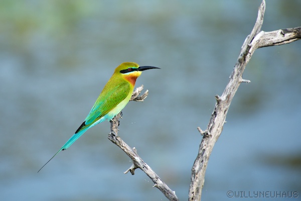 Sri Lanka 12 174
